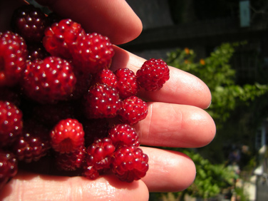 Japanese Wineberries