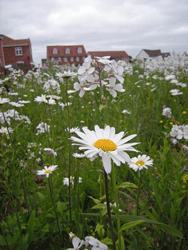 Bowthorpe Heritage Group Community Garden