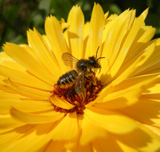 Honeybee on Marigold