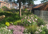Garden in July 2011