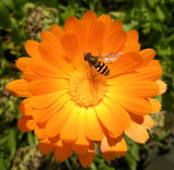 Marigold and hoverfly