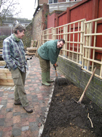 Planting pears