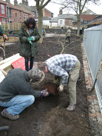 Planting quince