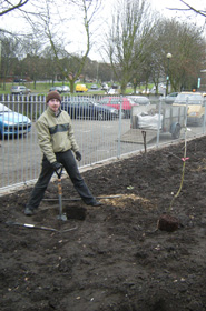 Planting medlar