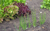 Lettuces and spring onions