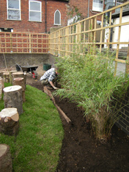Planting bamboo