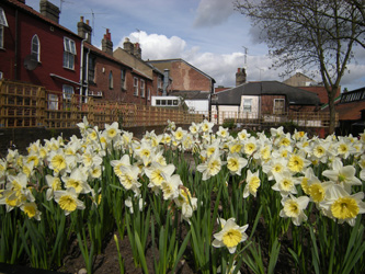 Daffodils in full flower