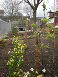 Medlar and daffodils