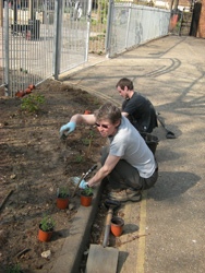 Planting Winter Savory outside the garden gate