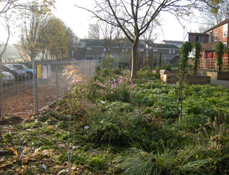 Autumn comes to Grapes Hill Community Garden