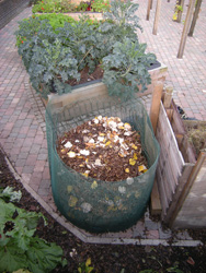 Autumn comes to Grapes Hill Community Garden