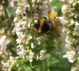 Bumblebee on Catnep