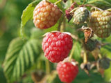 Autumn Raspberry