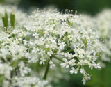 Sweet Cicely